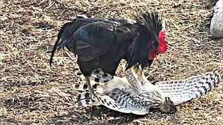 El GALLO del Corral ATACA de Nuevo | EPIC VERSUS 🐓