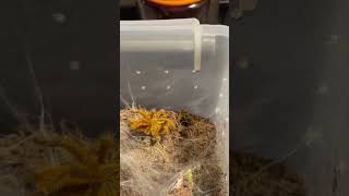 13 TARANTULAS IN 13 SECONDS check out tomorrow’s feeding video to see some of these guys in action