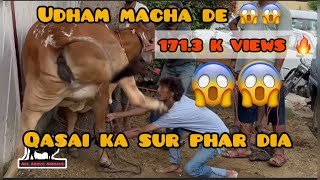 Qasai ka sar phaar Dia 😱😱 Dangerous cow | Dangerous Cow Qurbani 2023| All About Animals