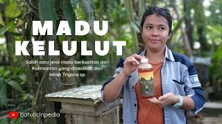 Madu Kelulut - Madu Berkualitas dari Mantewe Tanah Bumbu