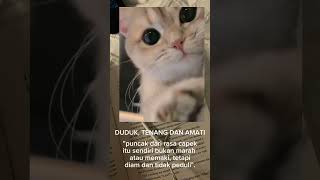 kucing gemoy duduk tenang dan amati #kucinggemoy #kucingimut #kucinglucu #kucingoren #kucingpintar