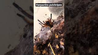 Harpactira pulchripes (Golden Blue-legged Baboon Tarantula)