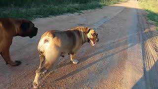 MY BOERBOELS