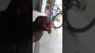 ASEEL MURGI AND CHICKS #shorts #viralviral #shorts #AKNUNU13 #souravjoshivlogs #mrbeast #mrindianhac