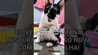 MEU DEUS ME DÊ CORAGEM DE VIVER! #memes #amamosgatos #yourcat #amorporgatos #gatos #gato #yourpet