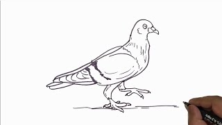 How to Draw a Dove Easy.