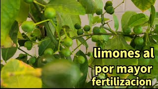 volvió a florecer con este fertilizante rapido se lleno de fruto con medio vaso de cada uno cada mes