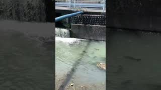 Di sungai jepang banyak sekali ikan nya 🇯🇵🇯🇵🇯🇵🇯🇵🇯🇵