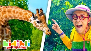 Descubre los Animales Salvajes y de la Sabana | Videos Educativos para Niños | Kidibli