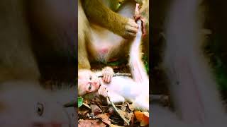 #monkey #babymonkey #monkeycry #newbabymonkey #newbornbaby #fbreel #facebook #short #shortvideos #Mo