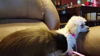 Monkey and mini poodle meet for the first time