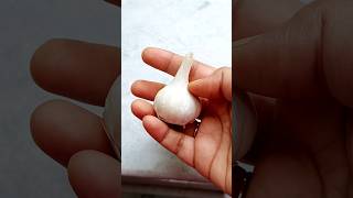 বাড়িতে রসুন চাষ করছি | Garlic Plant | #shorts #gardening