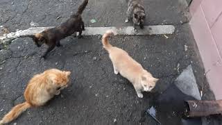 Enormous Amount Of Stray Cats Near My Home