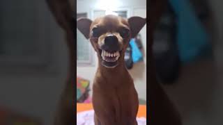 Funny Dog Laughing 🤣🤣🤣 #116