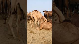 #camel #camelsofdesert