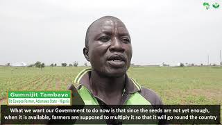 Bt Cowpea Renews Farmer Hopes in Nigeria