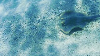 Stingray at Fitzroy Island