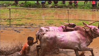 Bull competition in ratnagiri// Bull racing🏇