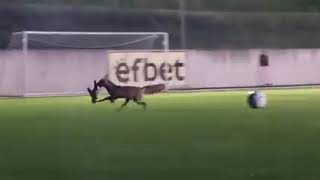 A fox stole goalkeeper's gloves at Ludogorets training and ran away