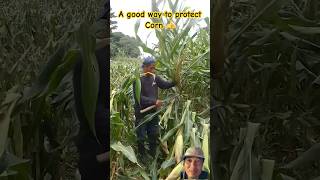 I think this is a Good way to protect corn 👍 #agriculture #farming #corn #agriculturetips #farmer