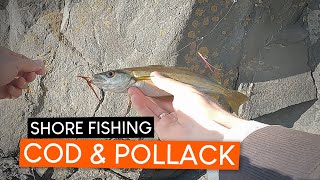 Catching COD and POLLACK when shore fishing for meckerel!