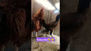 50,000😂🤣 subscribe please❤️ #funny_chicken #husbandwifetamilcomedy#entertain #kozhi_koothugal #birds