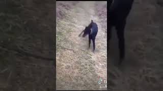 Doberman sends snake airborne