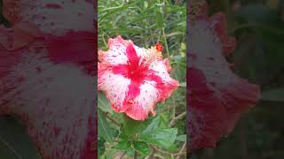 A very beautiful Hibiscus Flower 🌺 #flowers #caribbean #trinidadandtobago