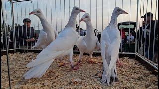 RADOM Gołębie pigeons targ Andrzej W. 24.08.2024 cz.2/3💥Gołębie jasne i wyszwance Andrzeja Radom💥