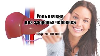 Роль печени для здоровья человека, работа печени, последствия заболевания печени