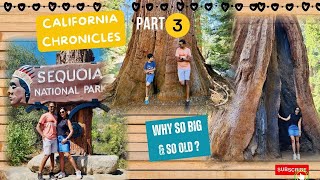 ఇంత పెద్ద చెట్లు మీరు ఎప్పుడినా చూసారా😱||🌴Sequoia Escapes||Fond Farewell to LA 🌲||California- Part 3