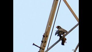 Raptorwatching : A peregrine falcon discovers that it's 'kill' is not quite dead.