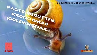 5 Unqiue Facts About Keong Emas (Golden Snail), Unique facts you don't know yet…