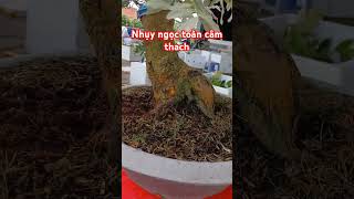 Nhụy ngọc toàn đột biến