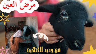 نمو ملحوظ في مشروع الكتاكيت 🐤/تجهيز بيت جديد وتعقيم المزرعة/مرض عين الخاروف الصغير🐑