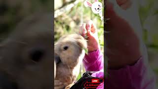 Feeding Time Fun: Adorable Rabbit Nibbles on Treats!