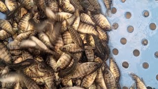 Fast growing tilapia fingerlings