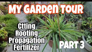 My Garden Tour part 3 |My Plant  Progress|100%success| cutting rooting  propagation  update