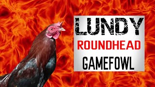 Lundy Roundhead gamefowl