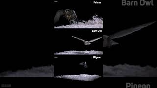 గుడ్లగూబ సైలెంట్ ఫ్లైయర్ | BARN OWL  The Silent Flyer #shortsfeed #shorts