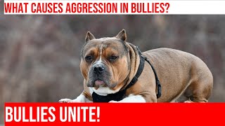 Taming Aggression in American Bullies: A Guide