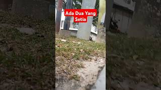 Yang Paling Setia Itu..?? #shortvideo #shortsvideo #shortsfeed #kesetiaan