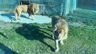 Safari park in Ichinoseki, Iwate Japan #japanlife #safari