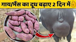 गाय/भैंस का दूध बढ़ाए मात्र 2 दिनों में || Doodh bdhane ka tarika|| How to increase cow/buffalo milk.