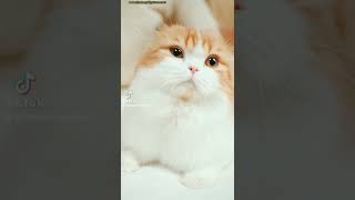 A happy and curious kitten be look around | Visit our pet shop