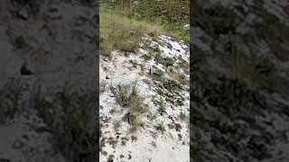 Сурок! 🦫♥️ Нацпарк "Сенгилеевские горы" // Marmot! National Park "Sengileevskie Mountains"