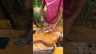 🔴 Live Tilapia Fish Cutting in Village