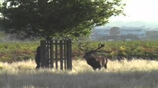 Man gets chased up a tree by a Stag. Nature wins this round.