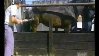 Man kicked by horse