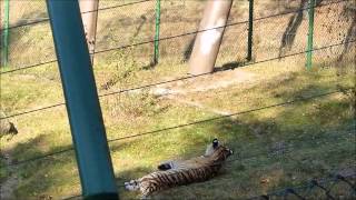 Unser Tigerlied vom Tiger aus dem Wildpark